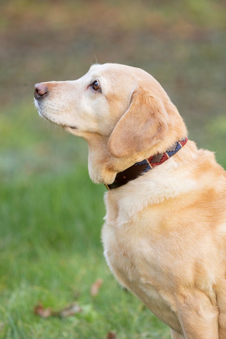 Benji &amp; Flo Sublime Polo Leather Dog Collar image 17